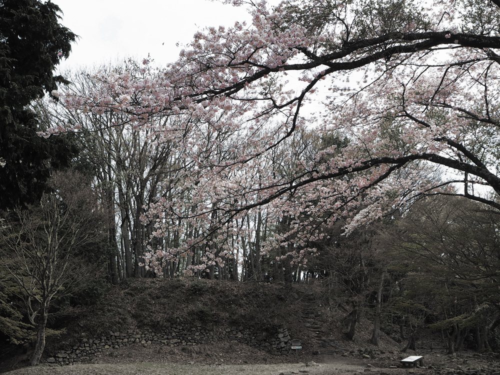 小谷城大広間サクラ