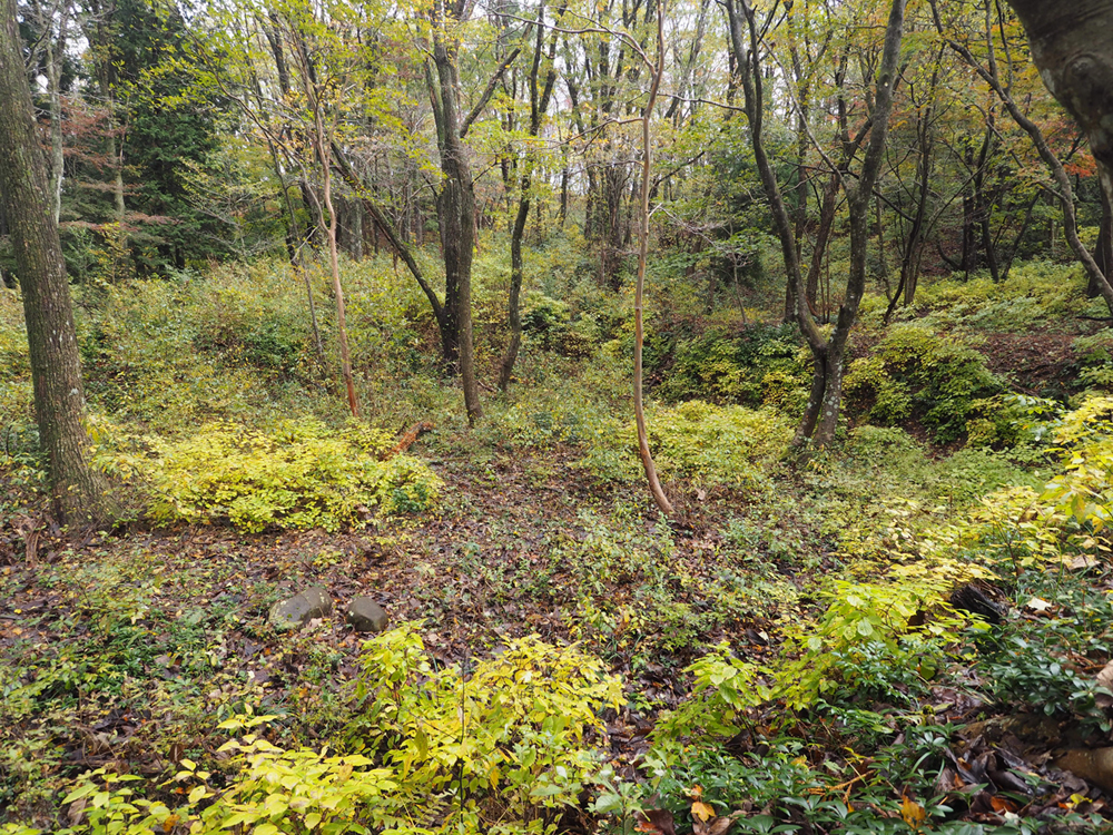 一乗谷城赤淵神社