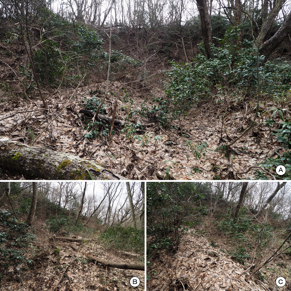 一乗谷城 一の丸北東斜面 畝状空堀群