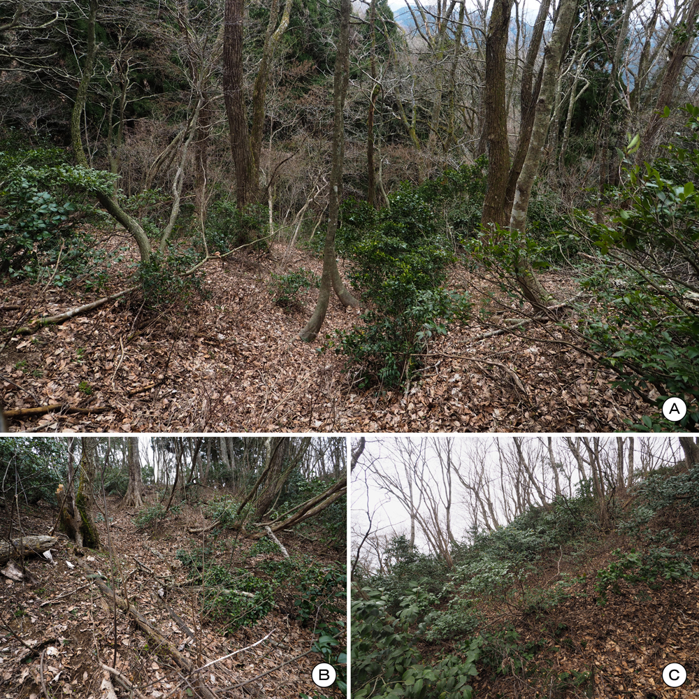 一乗谷城 堀切f 側面畝状空堀群