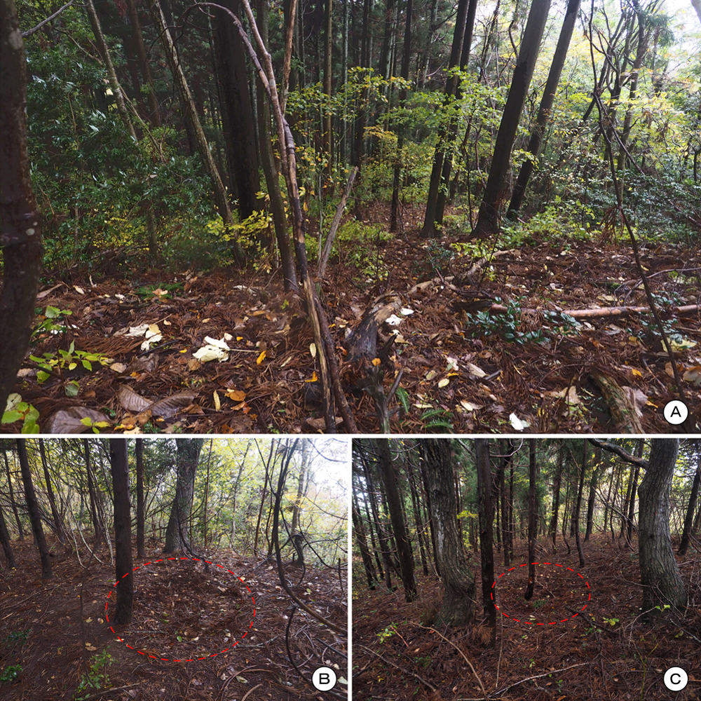 一乗谷城 西尾根