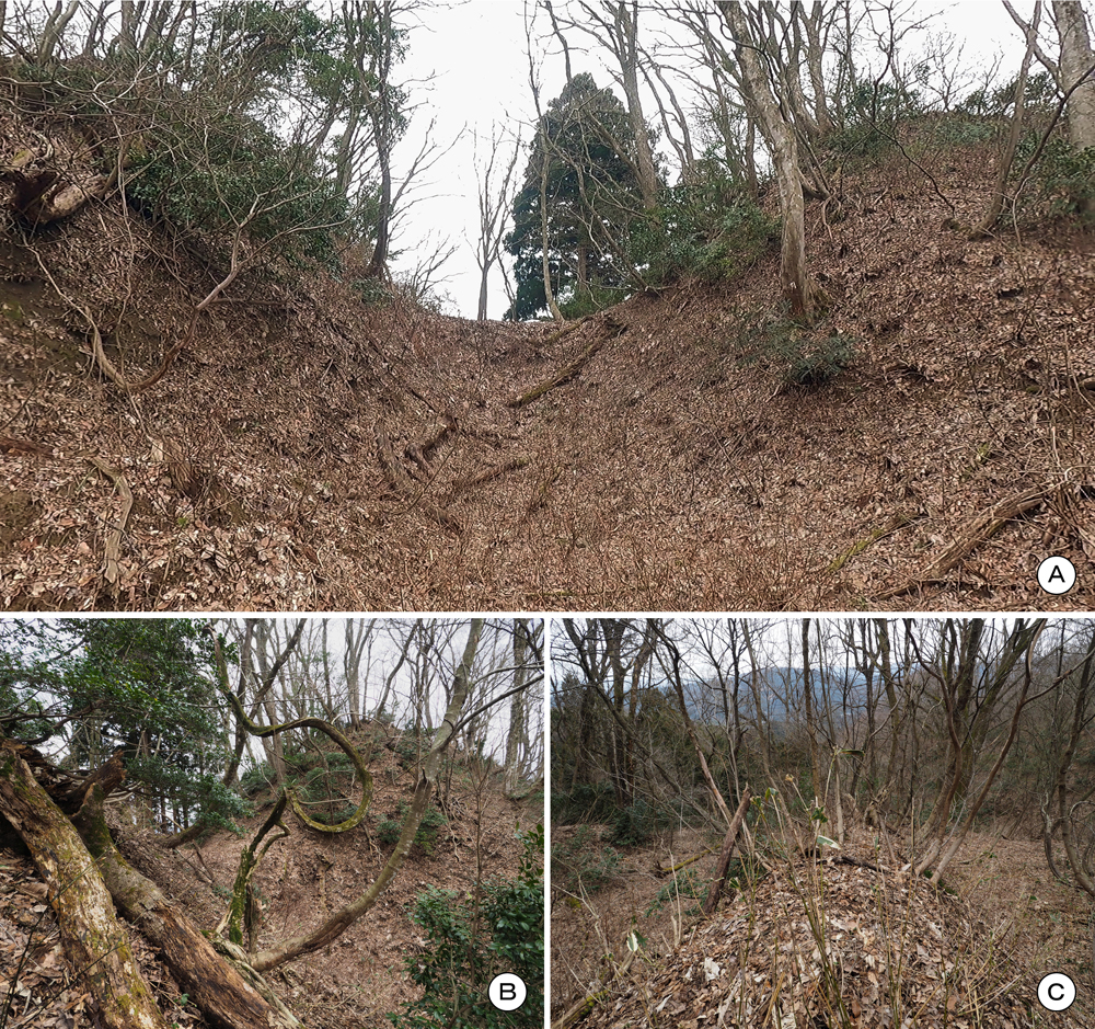 一乗谷城　堀切c･二の丸北東斜面 畝状空堀群(竪土塁)