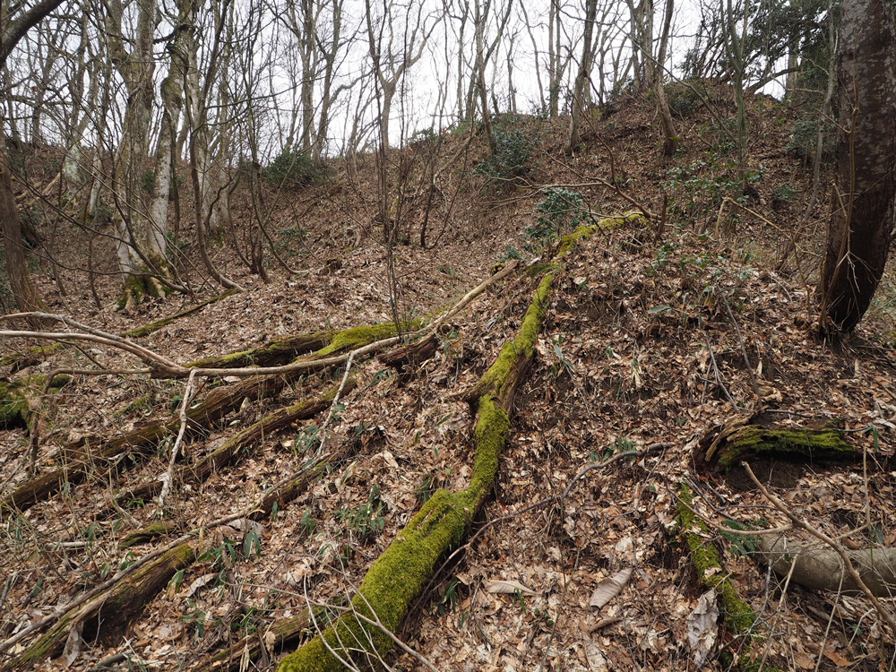 一乗谷城 三の丸北北東斜面 畝状空堀群