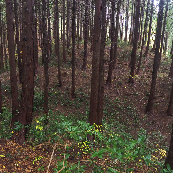 御茸山古墳群(砦)　一乗谷左岸の城砦 (3)