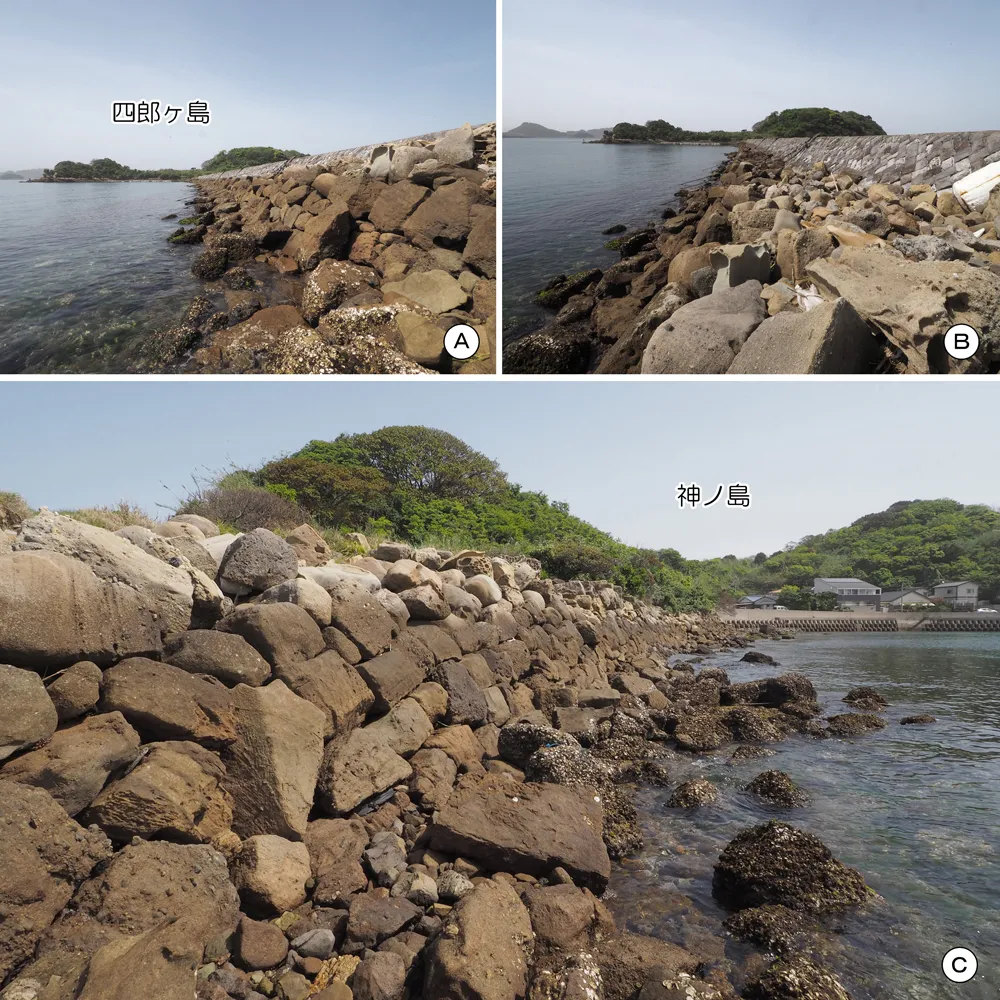 四郎ヶ島台場 連絡道 東側石垣(石垣H)