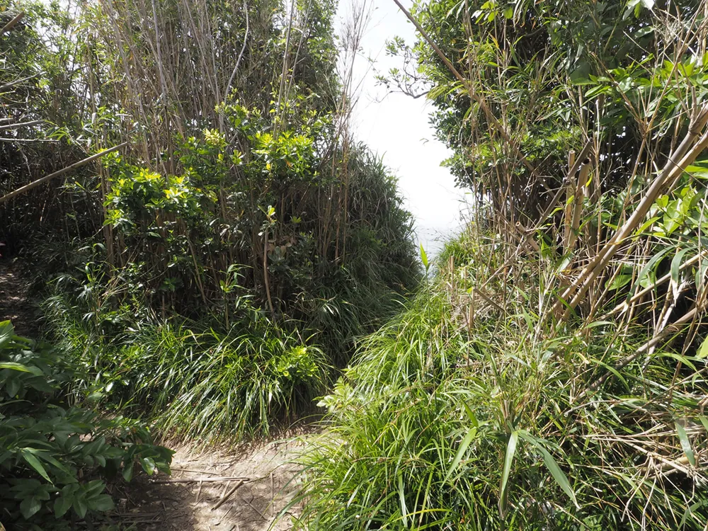 四郎ヶ島台場 小島地区南側 土塁断面